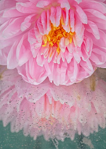 BENNETTS_WATER_GARDENS_DORSET_CLOSE_UP_PLANT_PORTRAIT_OF_PINK_FLOWER_OF_WATER_LILY__NYMPHAEA_LILY_PO