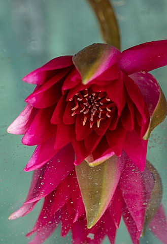 BENNETTS_WATER_GARDENS_DORSET_CLOSE_UP_PLANT_PORTRAIT_OF_PINK_RED_FLOWER_OF_WATER_LILY__NYMPHAEA_ESC