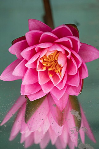 BENNETTS_WATER_GARDENS_DORSET_CLOSE_UP_PLANT_PORTRAIT_OF_PINK_FLOWER_OF_WATER_LILY__NYMPHAEA_ROSE_AR