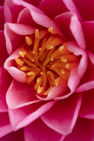 BENNETTS_WATER_GARDENS_DORSET_ABSTRACT_CLOSE_UP_PLANT_PORTRAIT_OF_PINK_FLOWER_OF_WATER_LILY__NYMPHAE