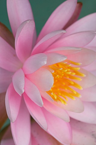 BENNETTS_WATER_GARDENS_DORSET_CLOSE_UP_PLANT_PORTRAIT_OF_PINK_FLOWER_OF_WATER_LILY__NYMPHAEA_CAROLIN