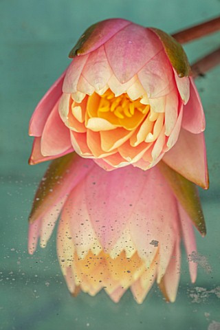 BENNETTS_WATER_GARDENS_DORSET_CLOSE_UP_PLANT_PORTRAIT_OF_PINK_FLOWER_OF_WATER_LILY__NYMPHAEA_SUNNY_P
