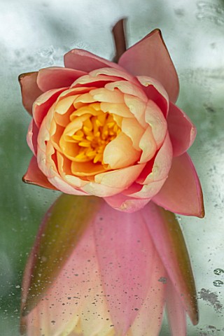 BENNETTS_WATER_GARDENS_DORSET_CLOSE_UP_PLANT_PORTRAIT_OF_PINK_FLOWER_OF_WATER_LILY__NYMPHAEA_SUNNY_P