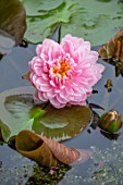 BENNETTS WATER GARDENS, DORSET: PLANT PORTRAIT OF PINK FLOWERS OF WATER LILY - NYMPHAEA LILY PONS. AQUATIC, PERENNIALS