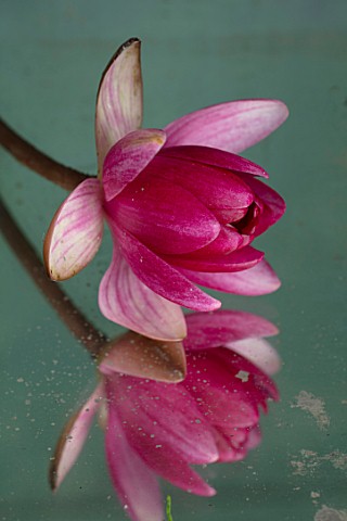BENNETTS_WATER_GARDENS_DORSET_CLOSE_UP_PLANT_PORTRAIT_OF_PINK_RED_FLOWER_OF_WATER_LILY__NYMPHAEA_BAB