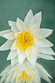 BENNETTS WATER GARDENS, DORSET: CLOSE UP PLANT PORTRAIT OF WHITE FLOWER OF WATER LILY - NYMPHAEA ODORATA VAR. MINOR AGAINST A MIRROR. WATER LILIES, AQUATIC PERENNIALS