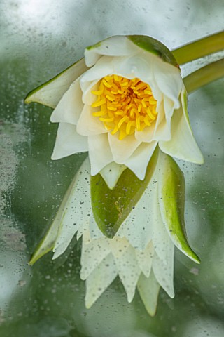 BENNETTS_WATER_GARDENS_DORSET_CLOSE_UP_PLANT_PORTRAIT_OF_WHITE_FLOWER_OF_WATER_LILY__NYMPHAEA_HERMIN
