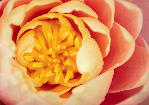 BENNETTS_WATER_GARDENS_DORSET_CLOSE_UP_PLANT_PORTRAIT_OF_PINK_APRICOT_FLOWER_OF_WATER_LILY__NYMPHAEA