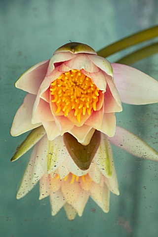 BENNETTS_WATER_GARDENS_DORSET_CLOSE_UP_PLANT_PORTRAIT_OF_YELLOW_APRICOT_FLOWER_OF_WATER_LILY__NYMPHA