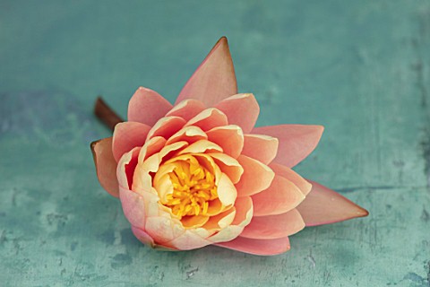 BENNETTS_WATER_GARDENS_DORSET_CLOSE_UP_PLANT_PORTRAIT_OF_YELLOW_APRICOT_PINK_FLOWER_OF_WATER_LILY__N