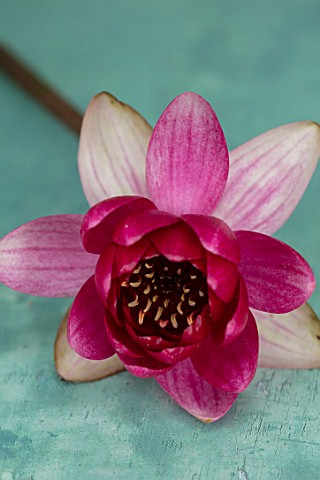 BENNETTS_WATER_GARDENS_DORSET_CLOSE_UP_PLANT_PORTRAIT_OF_RED_PINK_FLOWER_OF_WATER_LILY__NYMPHAEA_BAB