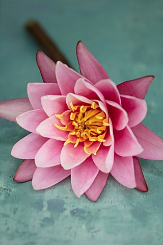 BENNETTS_WATER_GARDENS_DORSET_CLOSE_UP_PLANT_PORTRAIT_OF_PINK_FLOWER_OF_WATER_LILY__NYMPHAEA_ROSE_AR