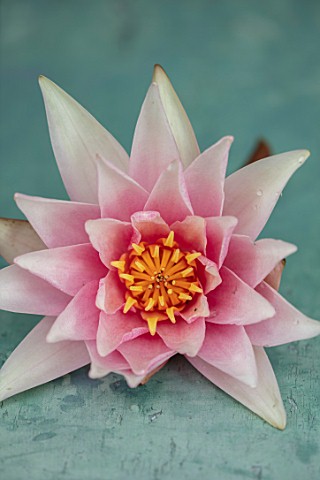 BENNETTS_WATER_GARDENS_DORSET_CLOSE_UP_PLANT_PORTRAIT_OF_PINK_FLOWER_OF_WATER_LILY__NYMPHAEA_AMABILI