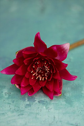 BENNETTS_WATER_GARDENS_DORSET_CLOSE_UP_PLANT_PORTRAIT_OF_PINK_RED_FLOWER_OF_WATER_LILY__NYMPHAEA_ESC