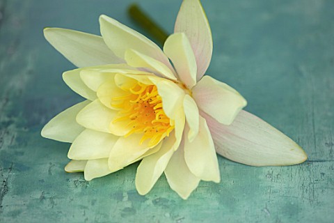 BENNETTS_WATER_GARDENS_DORSET_CLOSE_UP_PLANT_PORTRAIT_OF_YELLOW_FLOWER_OF_WATER_LILY__NYMPHAEA_MARLI