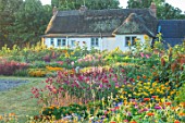 ASTON POTTERY, OXFORDSHIRE: ANNUAL BORDERS, WHITE COTTAGE, NICOTIANAS, SUNFLOWERS, CLEOME SPINOSA VIOLET QUEEN, GARDENS