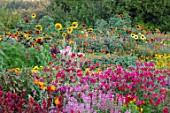 ASTON POTTERY, OXFORDSHIRE: ANNUAL BORDERS, NICOTIANAS, SUNFLOWERS, CLEOME SPINOSA VIOLET QUEEN, TITHONIA ROTUNDIFOLIA, GARDENS