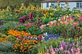 ASTON POTTERY, OXFORDSHIRE: ANNUAL BORDERS, WHITE COTTAGE, SUNFLOWERS, CLEOME SPINOSA, ZINNIAS, AMARANTHUS, GARDENS, SUMMER, ANNUALS