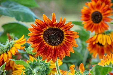 ASTON_POTTERY_OXFORDSHIRE_CLOSE_UP_PLANT_PORTRAIT_OF_ORANGE_BROWN_FLOWERS_OF_SUNFLOWERS_HELIANTHUS_A