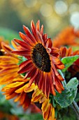 ASTON POTTERY, OXFORDSHIRE: CLOSE UP PLANT PORTRAIT OF ORANGE, BROWN FLOWERS OF SUNFLOWERS, HELIANTHUS ANNUUS VELVET QUEEN. ANNUALS, FLOWERING, SUMMER, BLOOMS