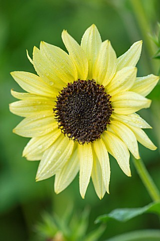 ASTON_POTTERY_OXFORDSHIRE_CLOSE_UP_PLANT_PORTRAIT_OF_PALE_YELLOW_FLOWERS_OF_SUNFLOWERS_HELIANTHUS_AN