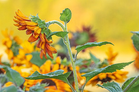 ASTON_POTTERY_OXFORDSHIRE_CLOSE_UP_PLANT_PORTRAIT_OF_BROWN_ORANGE_FLOWERS_OF_SUNFLOWERS_HELIANTHUS_A