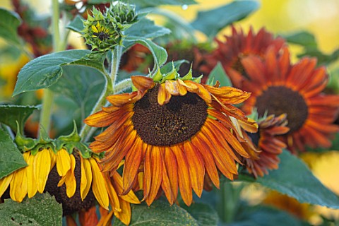 ASTON_POTTERY_OXFORDSHIRE_CLOSE_UP_PLANT_PORTRAIT_OF_BROWN_ORANGE_FLOWERS_OF_SUNFLOWERS_HELIANTHUS_A