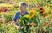 ASTON POTTERY, OXFORDSHIRE: STEPHEN BAUGHAN HOLDING SUNFLOWERS IN THE ANNUAL BORDERS, SUMMER, AUGUST