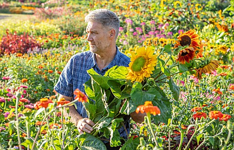ASTON_POTTERY_OXFORDSHIRE_STEPHEN_BAUGHAN_HOLDING_SUNFLOWERS_IN_THE_ANNUAL_BORDERS_SUMMER_AUGUST