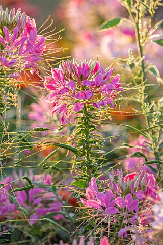 ASTON_POTTERY_OXFORDSHIRE_PLANT_PORTRAIT_OF_PINK_FLOWERS_OF_CLEOME_SPINOSA_VIOLET_QUEEN_SPIDER_FLOWE