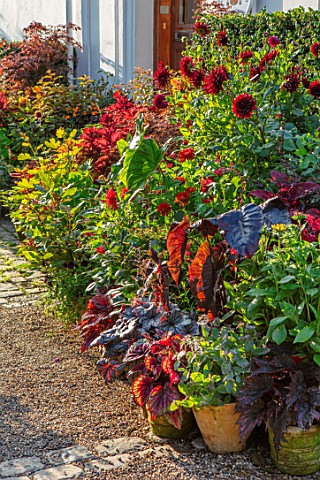 CLAUS_DALBY_GARDEN_DENMARK_BORDER_OF_CONTAINERS_IN_ORANGES_AND_REDS_PLANTED_WITH_FOLIAGE_OF_COLEUS_M