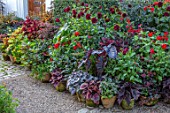 CLAUS DALBY GARDEN, DENMARK: BORDER OF CONTAINERS IN ORANGES AND REDS PLANTED WITH FOLIAGE OF COLEUS, MAPLES, DAHLIAS ARABIAN NIGHT AND RIP CITY, BEGONIA REX, ZINNIAS