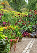 CLAUS DALBY GARDEN, DENMARK: BORDER OF CONTAINERS IN ORANGES AND REDS - DAHLIAS ARABIAN NIGHT AND RIP CITY, BEGONIA REX, ZINNIAS, ALOCASIA BLACK MAGIC. FOLIAGE, TERRACOTTA