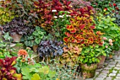 CLAUS DALBY GARDEN, DENMARK: BORDER WITH FOLIAGE PLANTS IN TERRACOTTA CONTAINERS. COLEUS