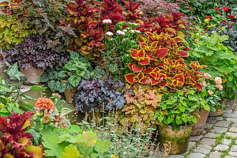 CLAUS_DALBY_GARDEN_DENMARK_BORDER_WITH_FOLIAGE_PLANTS_IN_TERRACOTTA_CONTAINERS_COLEUS