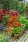 CLAUS DALBY GARDEN, DENMARK: BORDER WITH FOLIAGE PLANTS IN TERRACOTTA CONTAINERS. COLEUS