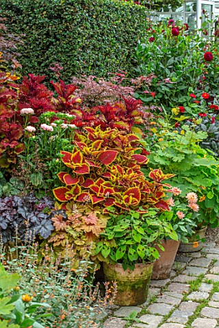 CLAUS_DALBY_GARDEN_DENMARK_BORDER_WITH_FOLIAGE_PLANTS_IN_TERRACOTTA_CONTAINERS_COLEUS