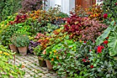 CLAUS DALBY GARDEN, DENMARK: BORDER WITH FOLIAGE PLANTS IN TERRACOTTA CONTAINERS. COLEUS, MAPLES, NASTURTIUMS