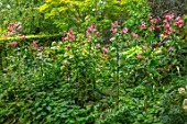 CLAUS DALBY GARDEN, DENMARK: LILIUM SPECIOSUM BLACK BEAUTY IN THE WOODLAND. BULBS, LILIES, RED, PINK, FLOWERS, SHADE, SHADY, GREEN