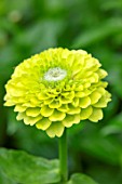 CLAUS DALBY GARDEN, DENMARK: PLANT PORTRAIT OF LIME GREEN, YELLOW FLOWERS OF ZINNIA ELEGANS ENVY DOUBLE. FLOWERS, BLOOMS, BLOOMING
