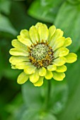 CLAUS DALBY GARDEN, DENMARK: PLANT PORTRAIT OF LIME GREEN, YELLOW FLOWERS OF ZINNIA ELEGANS ENVY. FLOWERS, BLOOMS, BLOOMING