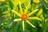 CLAUS DALBY GARDEN, DENMARK: CLOSE UP PLANT PORTRAIT OF YELLOW DAHLIA HONKA. PERENNIALS, FLOWERS, PETALS, SUMMER