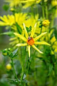 CLAUS DALBY GARDEN, DENMARK: CLOSE UP PLANT PORTRAIT OF YELLOW DAHLIA HONKA. PERENNIALS, FLOWERS, PETALS, SUMMER