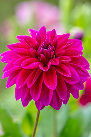 CLAUS_DALBY_GARDEN_DENMARK_CLOSE_UP_OF_DEEP_PINK_DAHLIA_LE_BARON_FLOWERS_BLOOMS_BLOOMING