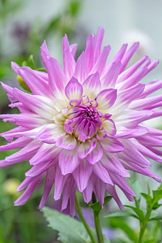 CLAUS_DALBY_GARDEN_DENMARK_CLOSE_UP_OF_CENTRE_OF_PINK_DAHLIA_MINGUS_RANDY_FLOWERS_BLOOMS_BLOOMING