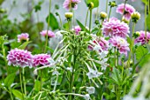 CLAUS DALBY GARDEN, DENMARK: PLANT ASSOCIATION, COMBINATION OF DAHLIA WIZARD OF OZ AND NICOTIANA SYLVESTRIS. PINK, WHITE, FLOWERS, BLOOMS