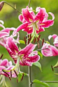 CLAUS DALBY GARDEN, DENMARK: CLOSE UP PLANT PORTRAIT OF LILIUM SPECIOSUM BLACK BEAUTY IN THE WOODLAND. BULBS, LILIES, RED, PINK, FLOWERS, SHADE, SHADY