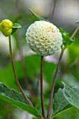 CLAUS DALBY GARDEN, DENMARK: PLANT PORTRAIT OF WHITE  FLOWER OF DAHLIA SMALL WORLD. FLOWERS, BLOOMS, BLOOMING, DAHLIAS