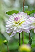 CLAUS DALBY GARDEN, DENMARK: PLANT PORTRAIT OF PINK, WHITE  FLOWER OF DAHLIA EVELINE. FLOWERS, BLOOMS, BLOOMING, LILAC, BICOLOR, BICOLOUR, DAHLIAS
