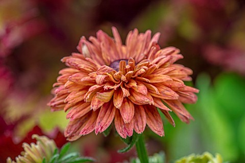 CLAUS_DALBY_GARDEN_DENMARK_CLOSE_UP_PLANT_PORTRAIT_OF_THE_RED_BROWN_COPPER_RUSSET_FLOWERS_OF_RUDBECK